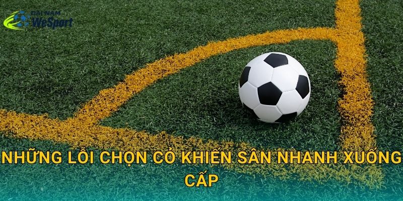 Những lỗi chọn cỏ khiến sân nhanh xuống cấp