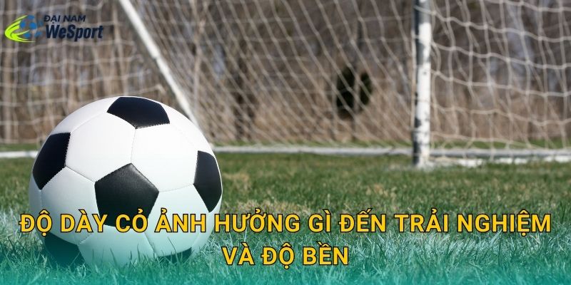 Độ dày cỏ ảnh hưởng gì đến trải nghiệm và độ bền