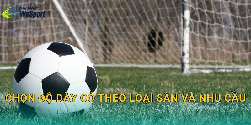 Chọn độ dày cỏ theo loại sân và nhu cầu