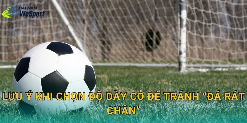 Lưu ý khi chọn độ dày cỏ để tránh “đá rát chân”